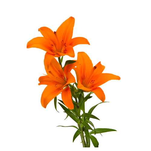 Flor Dalia Liriox14 Tecido Flor Arte Laranja 49cm Casa Nova Assis Coleção de ana soares • última atualização há 6 semanas. casa nova assis